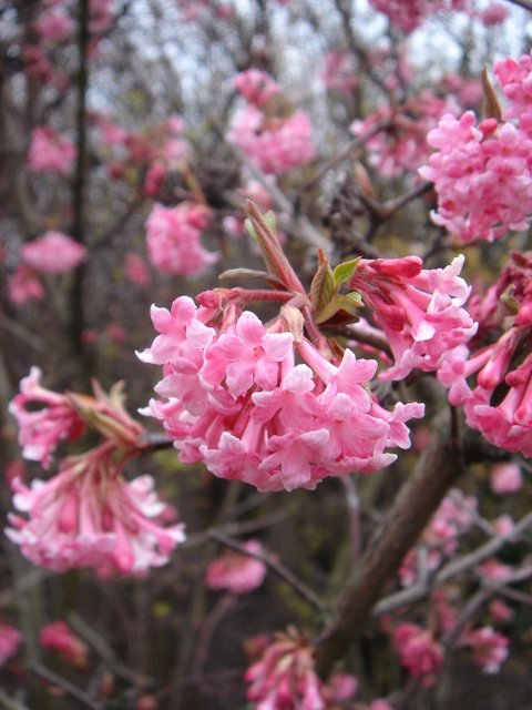 Viburnum x bodnantense 'Dawn'